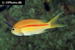 pseudanthias fasciatus