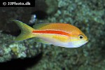 pseudanthias fasciatus