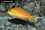 pseudanthias fasciatus