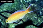 pseudanthias parvirostris