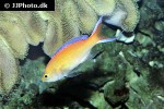 pseudanthias parvirostris