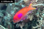 pseudanthias pleurotaenia