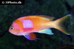 pseudanthias pleurotaenia