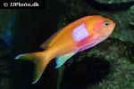 pseudanthias pleurotaenia