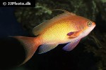 pseudanthias squamipinnis