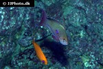 pseudanthias squamipinnis