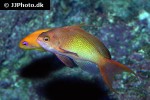 pseudanthias squamipinnis