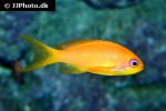 pseudanthias squamipinnis