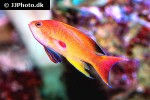 pseudanthias squamipinnis