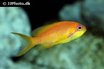 pseudanthias squamipinnis