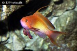 pseudanthias squamipinnis