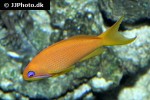 pseudanthias squamipinnis