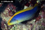 pseudochromis flavivertex