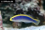 pseudochromis flavivertex