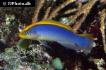 pseudochromis flavivertex