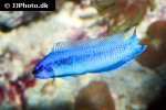 pseudochromis fridmani x sankeyi pseudochromis fridmani x sankeyi