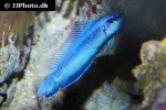 pseudochromis fridmani x sankeyi pseudochromis fridmani x sankeyi