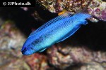 pseudochromis fridmani x sankeyi pseudochromis fridmani x sankeyi