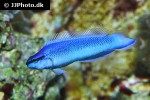 pseudochromis fridmani x sankeyi pseudochromis fridmani x sankeyi