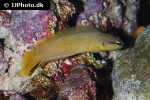 pseudochromis leucorhynchus pseudochromis leucorhynchus