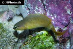 pseudochromis leucorhynchus pseudochromis leucorhynchus