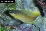 pseudochromis leucorhynchus pseudochromis leucorhynchus
