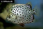 scatophagus argus red