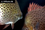 scatophagus argus red