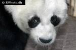 ailuropoda melanoleuca   giant panda  