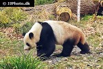 ailuropoda melanoleuca   giant panda  