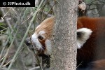 ailurus fulgens   red panda  
