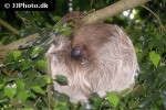 choloepus hoffmanni   hoffmann s two toed sloth  