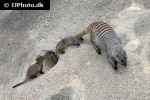 mungos mungo   banded mongoose  