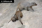 mungos mungo   banded mongoose  