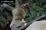 procyon lotor   raccoon  