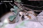 procyon lotor   raccoon  