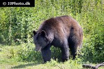 ursus americanus   american black bear  