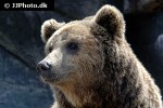 ursus arctos   brown bear  
