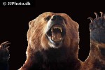 ursus arctos horribilis   grizzly bear  