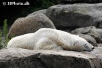ursus maritimus   polar bear  