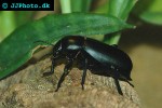 blaps mortisaga   churchyard beetle  