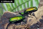 chlorocala africana africana   african flower beetle  