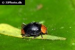 cryptolaemus montrouzieri   mealybug ladybird  