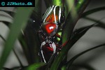 dicranorrhina derbyana layardi   flower beetle  