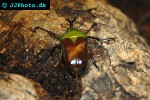 eudicella aethiopica   ethiopian flower beetle  