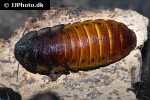 gromphadorhina portentosa   madagascar hissing cockroach  