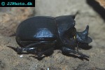 heliocopris dominus   elephant dung beetle  