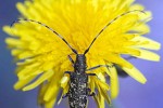 leiopus nebulosus   longhorn beetle  