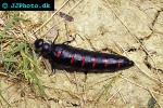 meloe majalis   oil beetle  