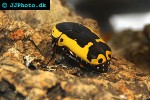 pachnoda aemula   flower beetle  